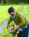 /album/fotogaleria/mujer-del-campo-chileno-jpg/